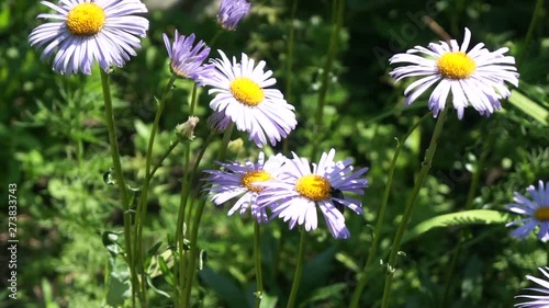 purple daisy in the garden with a beetle