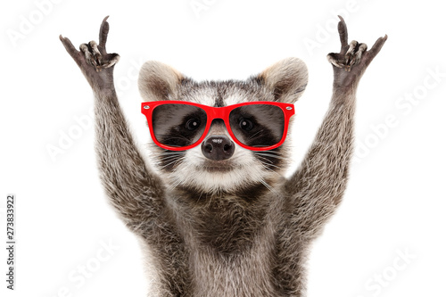 Portrait of a funny raccoon in red sunglasses showing a rock gesture isolated on white background
