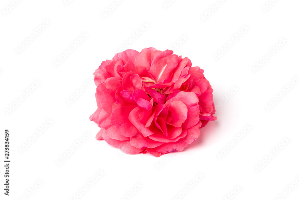 Pink rose isolated on white background.