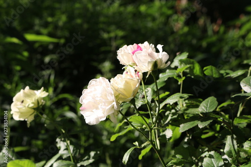 Fragrant elegant roses bloom in the garden