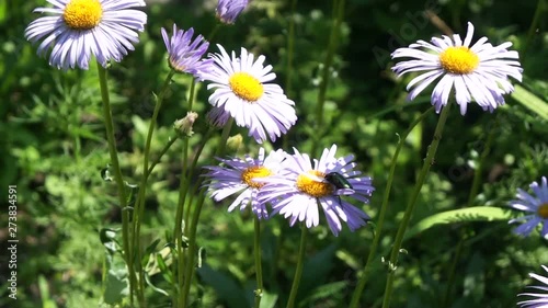 purple daisy in the garden with a beetle