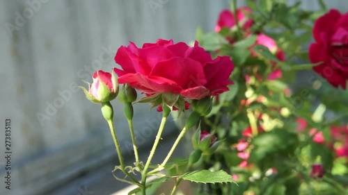 beautiful roses in the summer garden