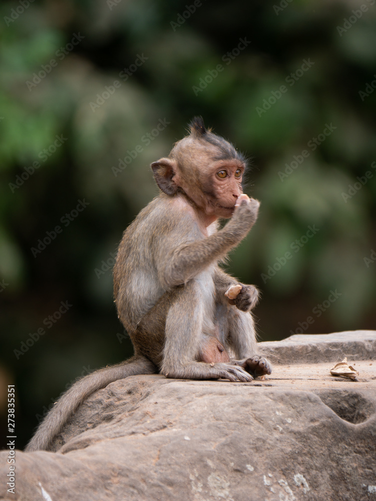 Macaque Monkey at Angkor Wat, Cambodia