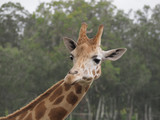 Giraffe Head long left
