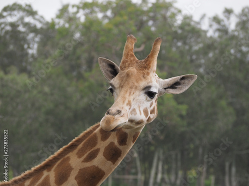 Giraffe Head long left