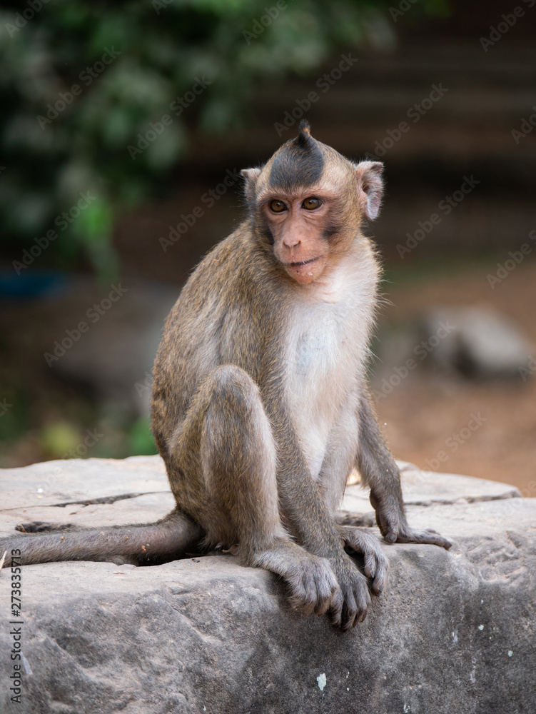 Macaque Monkey at Angkor Wat, Cambodia