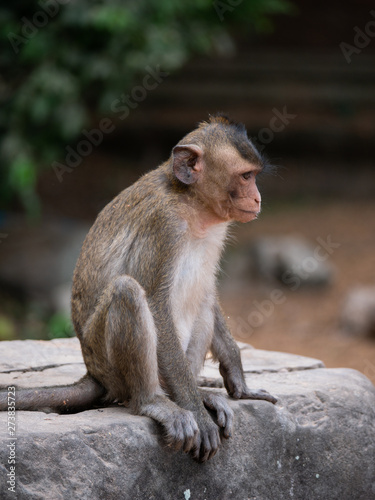 Macaque Monkey at Angkor Wat  Cambodia