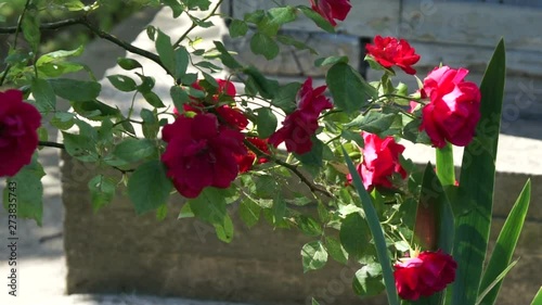beautiful roses in the summer garden