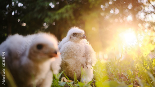 goshawk in the park