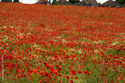 Poppy field near Kidderminster England photo