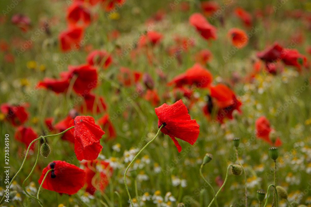 Obraz premium Poppy field near Kidderminster England
