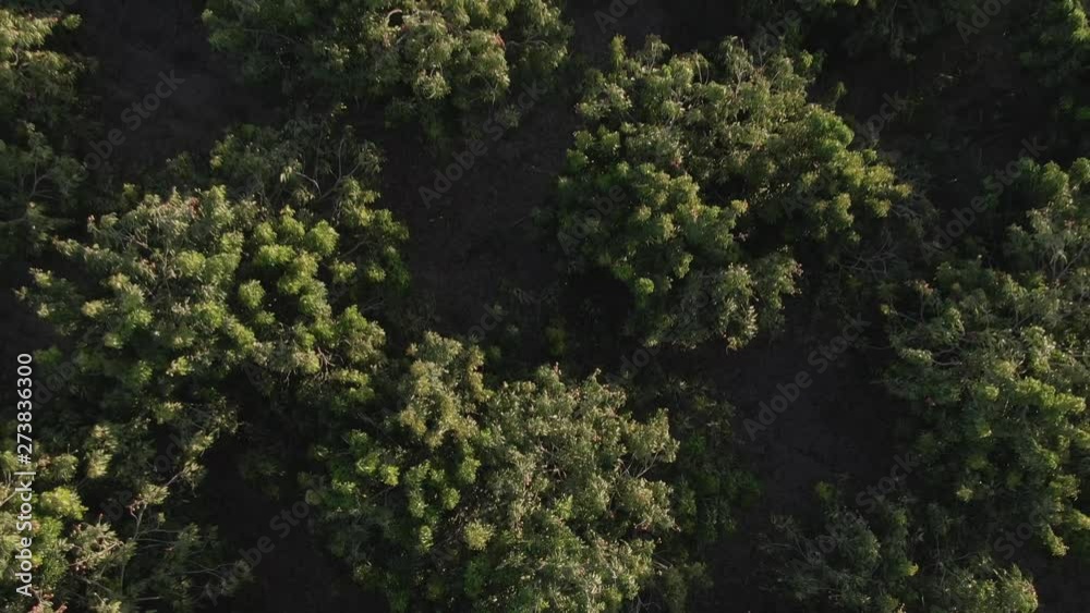 Mango trees in sinaloa mexico.
Drone Clip. Mango trees in sinaloa mexico.
Drone Clip.