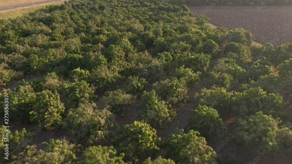 Mango trees in sinaloa mexico. Drone Clip. Mango trees in sinaloa mexico. Drone Clip.