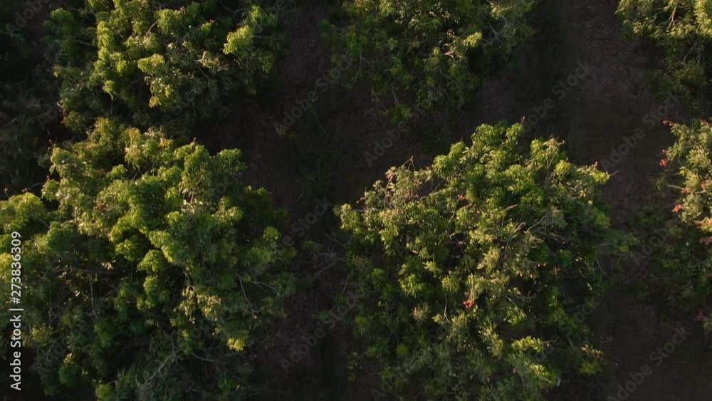 Mango trees in sinaloa mexico.
Drone Clip. Mango trees in sinaloa mexico.
Drone Clip.