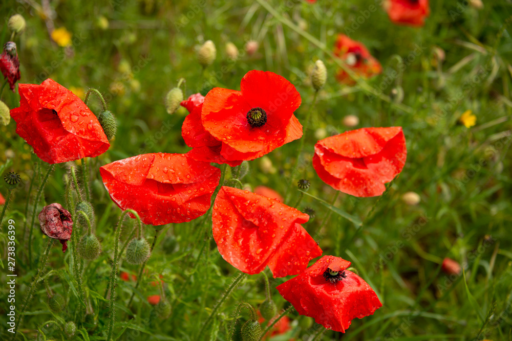 Poppy field near Kidderminster England