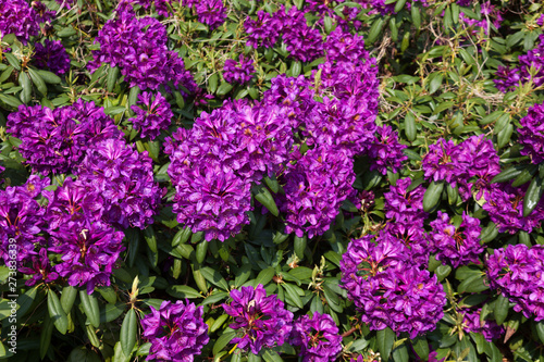 Fototapeta Naklejka Na Ścianę i Meble -   Violet rhododendrons as a background.