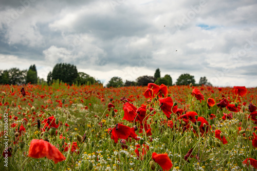 Poppy field near Kidderminster England photo