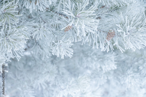 Nature Winter background with snowy pine tree branches.