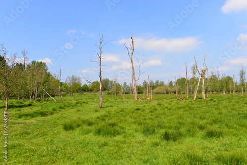 Naturschutzgebiet Weideswiesen-Oberwald bei Erlensee photo