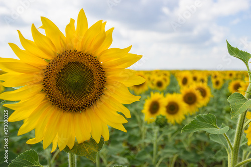 A field of sunflowers on a sunny day. Close-up. Harvest concept