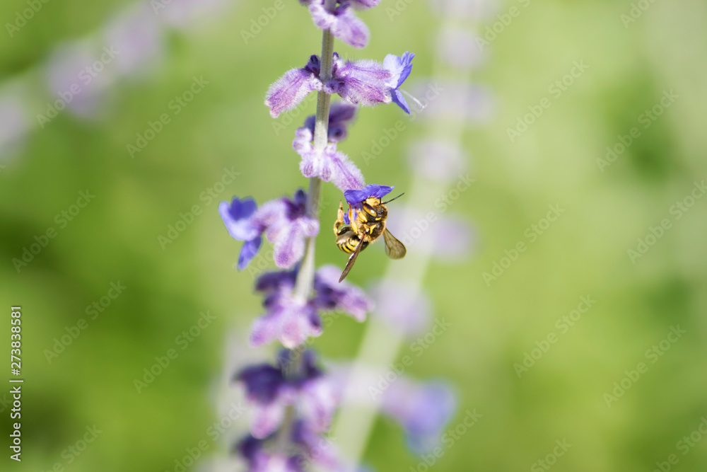 Detalle de una abeja tomando néctar de las flores de la planta morada o violeta lavanda. Detalle de una abeja tomando néctar de las flores de la planta morada o violeta lavanda.