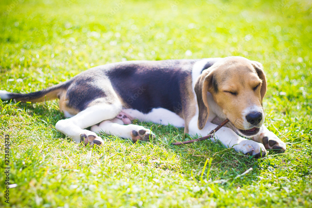 happy puppy beagle dog biting a wood stick