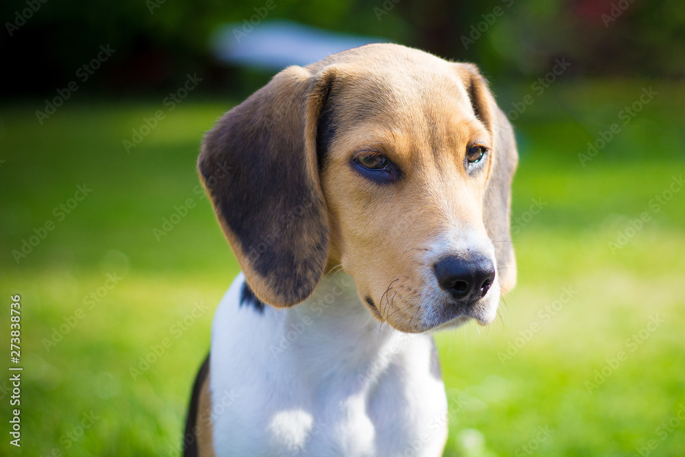 puppy beagle dog portrait