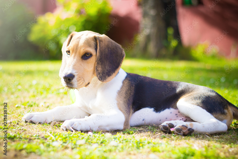 puppy beagle dog