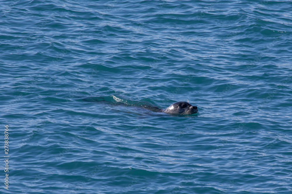 seal in water island wild animal