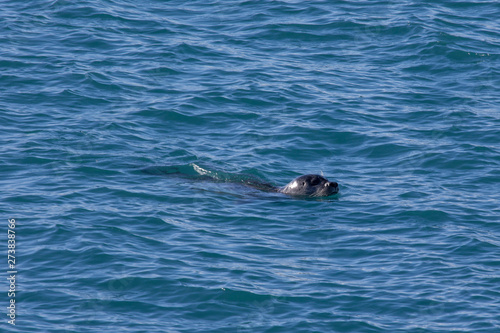 seal in water island wild animal