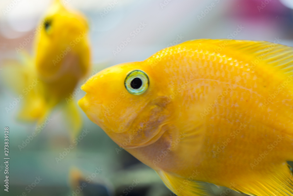 Parrot Fish. The aquarium blood parrot cichlid (or more commonly and formerly known as parrot cichlid) is a hybrid thought to be between the midas and the redhead cichlid. Parrot Fish. The aquarium blood parrot cichlid (or more commonly and formerly known as parrot cichlid) is a hybrid thought to be between the midas and the redhead cichlid.