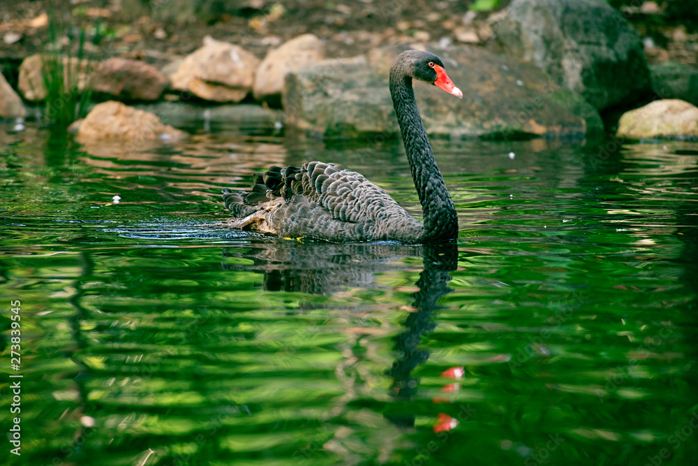 Fototapeta premium Beautiful black swan.