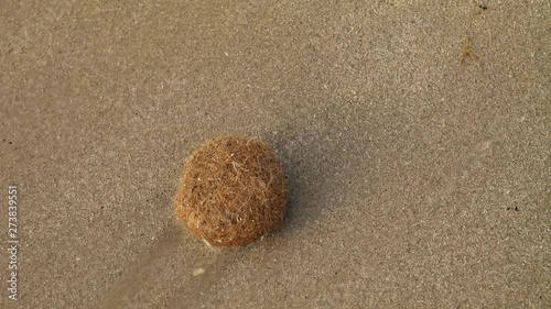 Egapropilo called ball of the sea, on the shore of a southern Italian beach