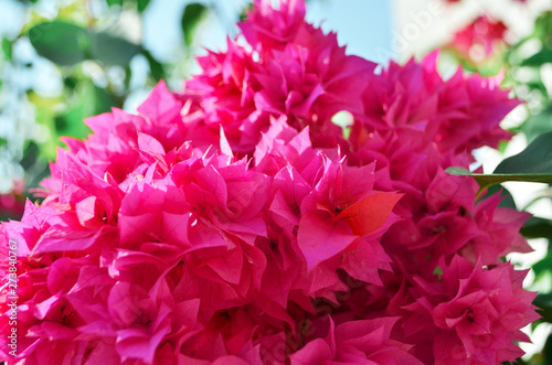 Blooming Pink flowers close up. Summertime. - Image