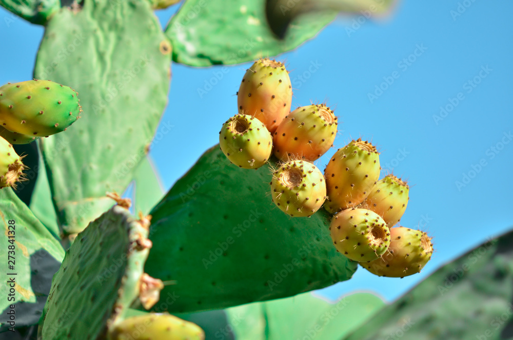Fresh succulent cactus closeup on blue sky. - Image Fresh succulent cactus closeup on blue sky. - Image