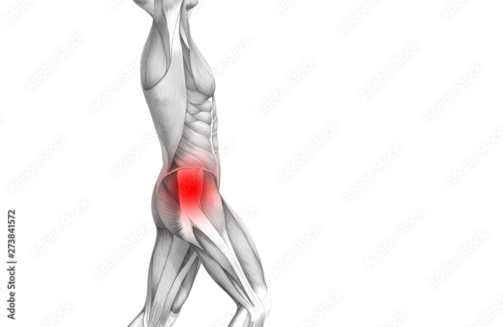 Conceptual hip human anatomy with red hot spot inflammation articular joint pain for leg health care therapy or sport muscle concepts. 3D illustration man arthritis or bone sore osteoporosis disease Conceptual hip human anatomy with red hot spot inflammation articular joint pain for leg health care therapy or sport muscle concepts. 3D illustration man arthritis or bone sore osteoporosis disease