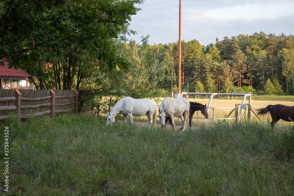 Obraz premium Graceful and beautiful white horses graze in the meadow on a summer evening at sunset.