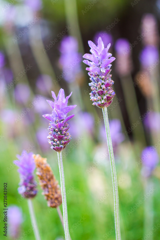 Obraz premium Closeup of a lavender plant, lavandula angustifolia, in a garden