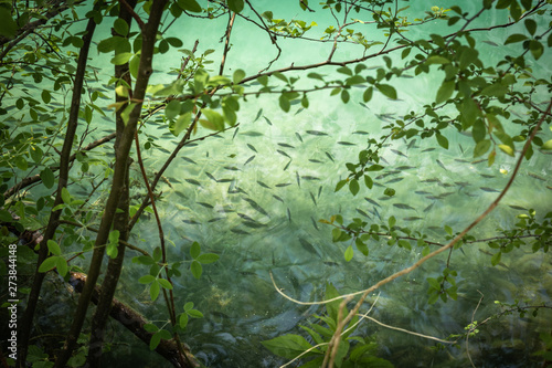 beautiful close up of tiny fish in lake bled in springtime  slovenia