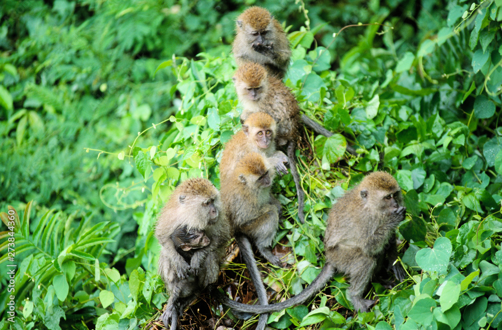 affenfamilie im regenwald