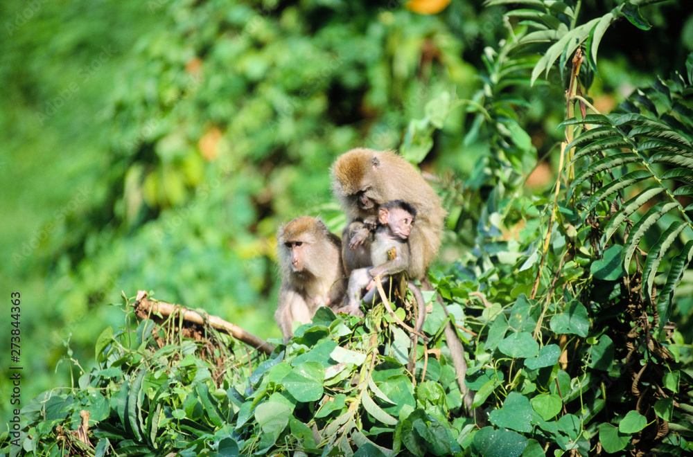 affenfamilie im regenwald