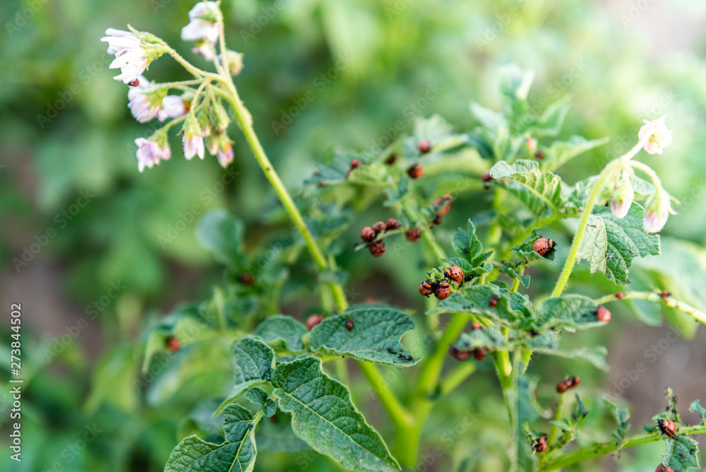 Colorado potato beetle larvae on young potato leaves. Colorado potato beetle larvae on young potato leaves.