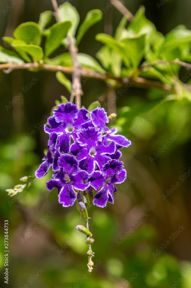 Fototapeta premium Small Purple Flowers