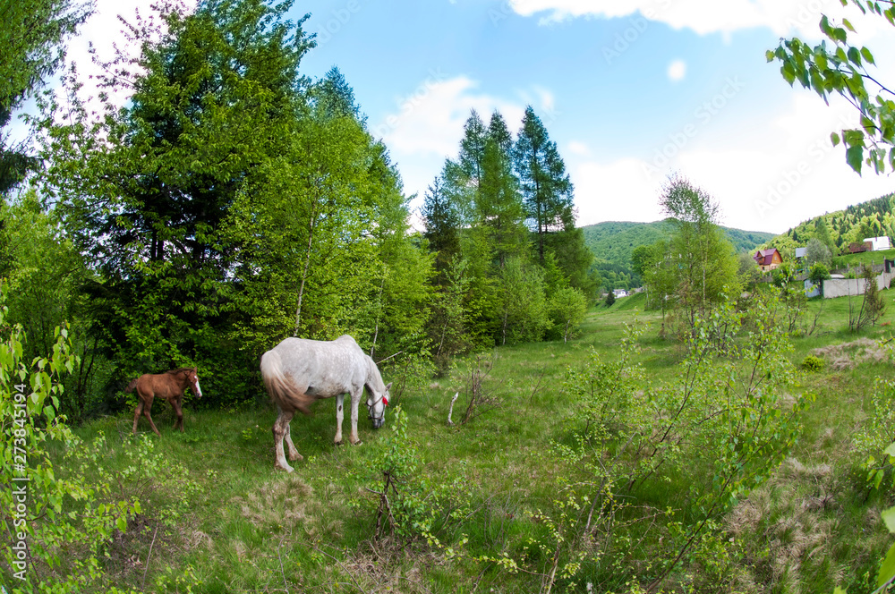 Fototapeta premium beautiful horses graze in the spring mountains under a warm sun on the background of the forest