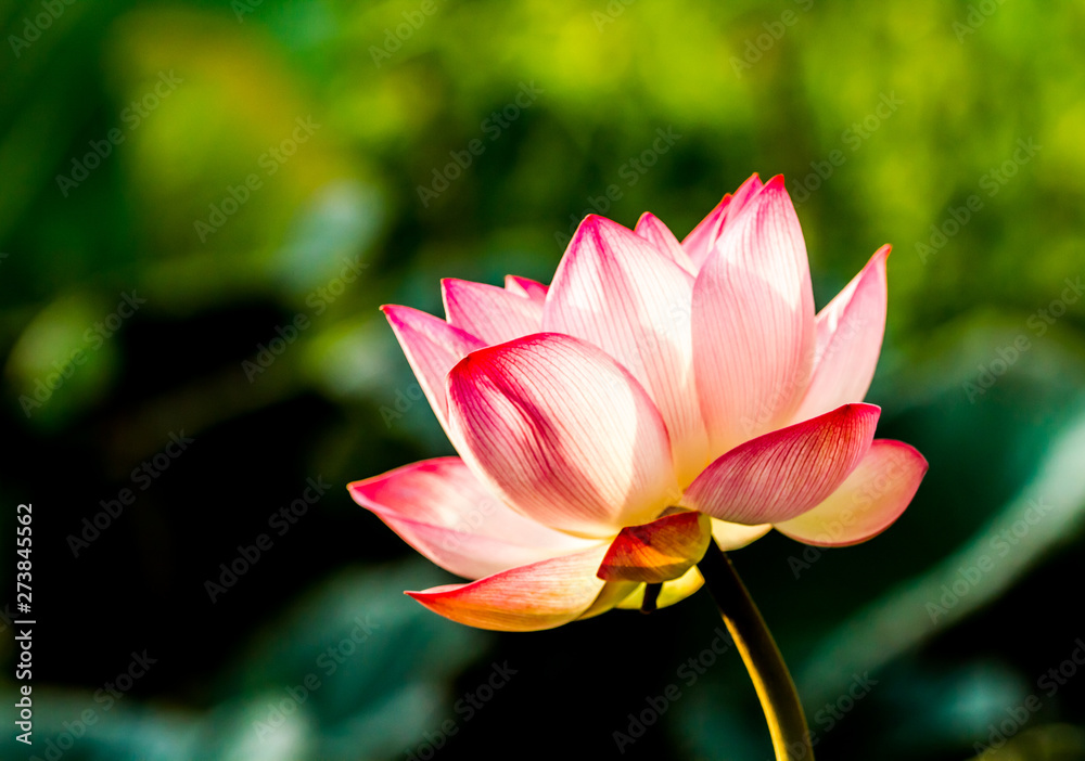 Pink lotus flower in pond, Chiangmai province Thailand Pink lotus flower in pond, Chiangmai province Thailand