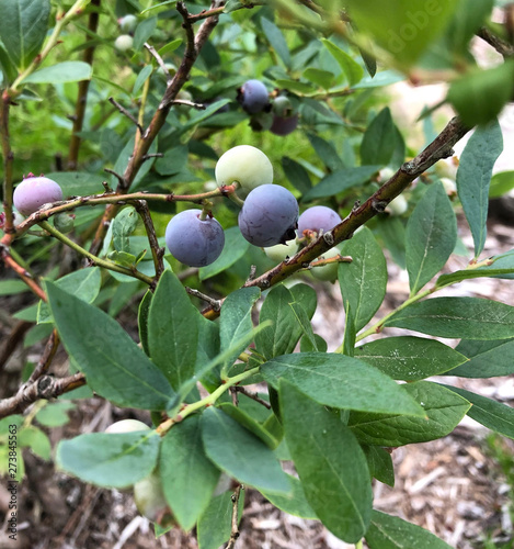 Blueberries ripening on the vine