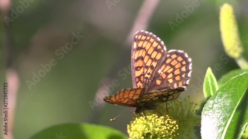 The metalmark butterfly Atalia, on the yellow willow. Melitaea athalia. photo