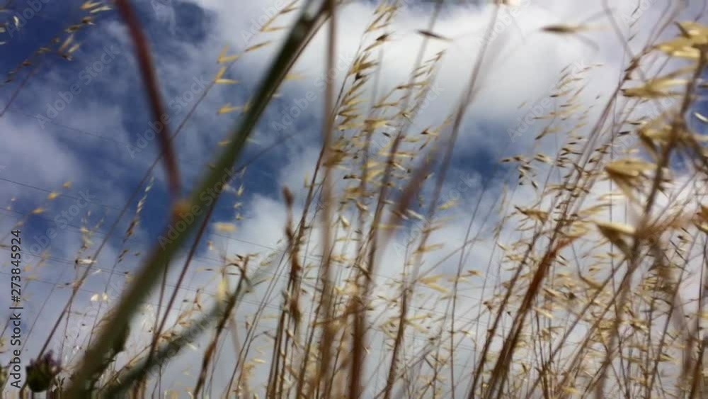 Panning shot of Golden Wild dry grass cereal plant / wild oats growing wild blowing in strong wind. global warming effect.
Basin wildrye Panning shot of Golden Wild dry grass cereal plant / wild oats growing wild blowing in strong wind. global warming effect.
Basin wildrye