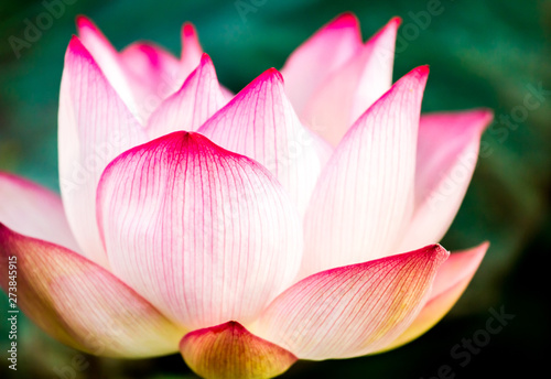 Pink lotus flower in pond, Chiangmai province Thailand