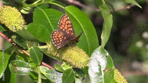 The metalmark butterfly Atalia, on the yellow willow. Melitaea athalia. photo